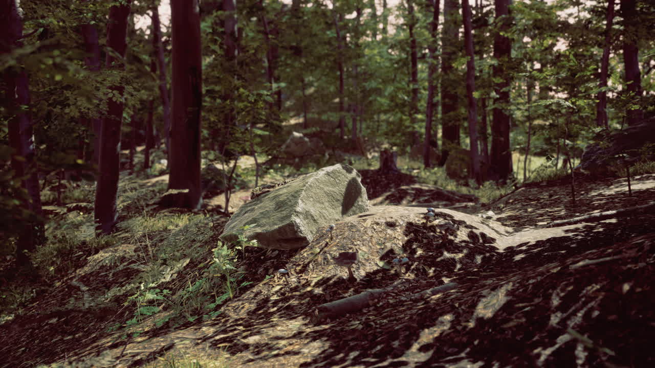 Lush forest landscape with rocks and shadows under the sunlight