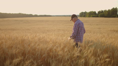 Senior-Adult-farmer-in-a-field-with-spikes-of-rye-and-wheat-touches-his-hands-and-looks-at-the-grains-in-slow-motion