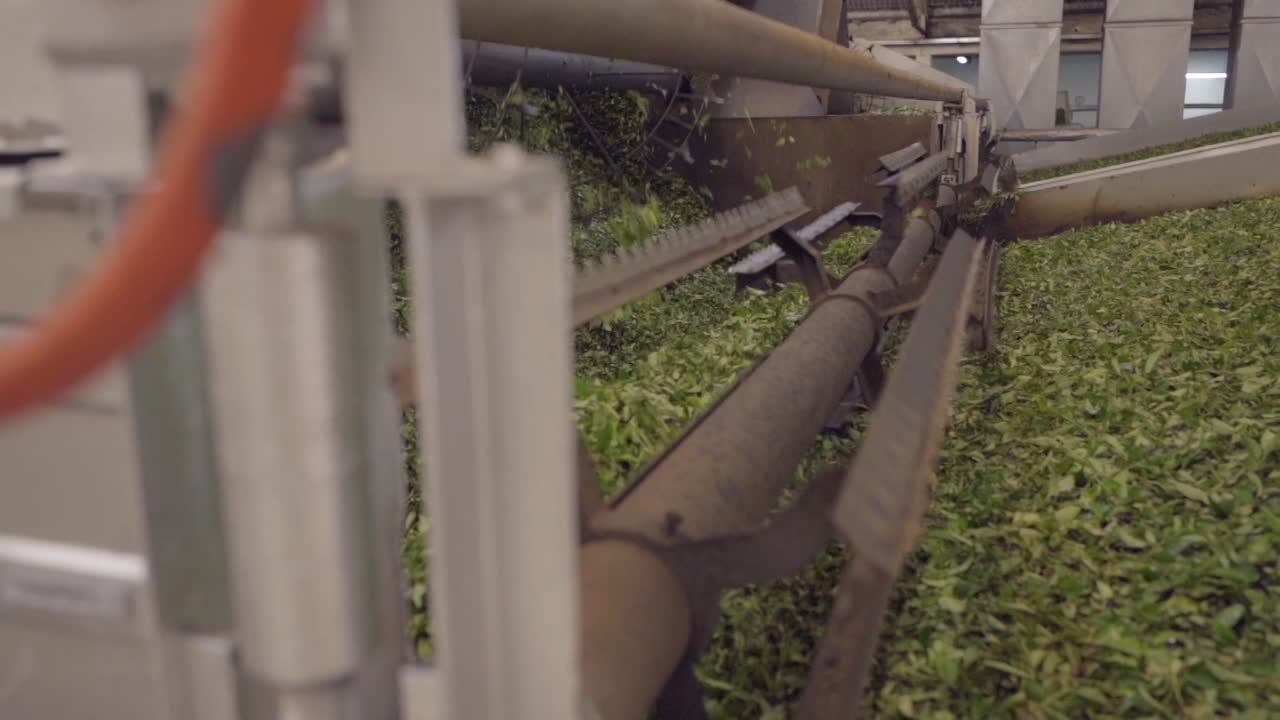 The process of selecting green tea leaves