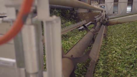 the process of selecting green tea leaves