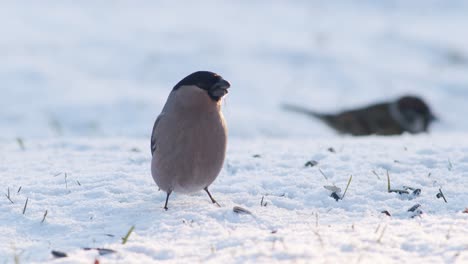 Eurasischer-Dompfaff-Im-Winter-In-Der-Nähe-Von-Vogelhäuschen,-Die-Sonnenblumenkerne-Mit-Anderen-Vögeln-Essen