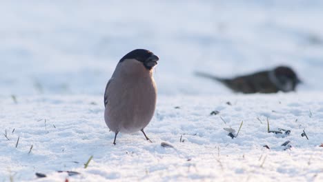 bullfinch euroasiático en invierno cerca del comedero para pájaros comiendo semillas de girasol con otras aves
