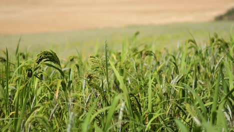 grass swaying in a breezy field