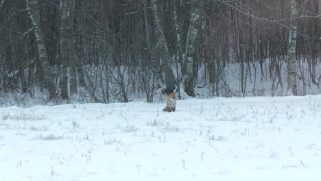 A-red-fox-appears-lost-while-walking-across-snow-covered-ground-in-Finnish-forest