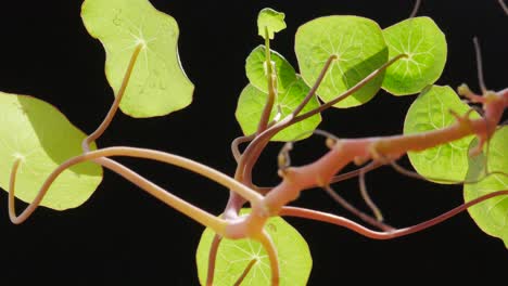 nasturtium leaves. close-up. black background