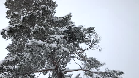 Low-angle-snowing-in-front-of-tree