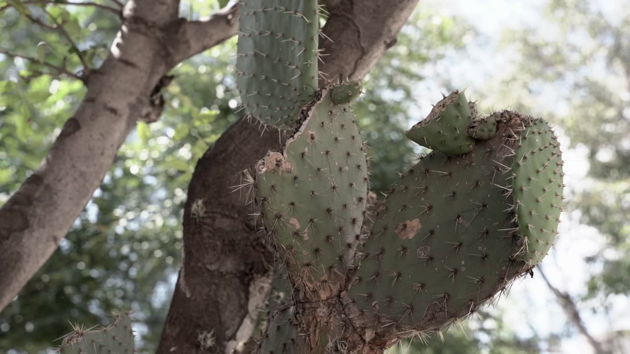 cerca de cactus en el parque