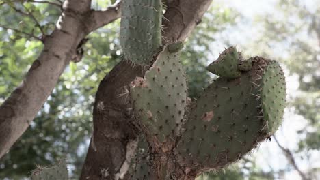 close up of cactus in the park