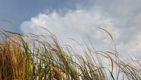 Cerca-De-La-Hierba-En-El-Viento-Contra-Un-Fondo-De-Cielo-Despejado