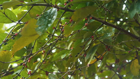 Red-coffee-fruits-on-a-coffee-tree-in-a-forest-in-Zanzibar,-Tanzania-on-a-rainy-day