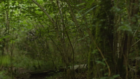 close up ground level shot of forest floor with leaves and branches