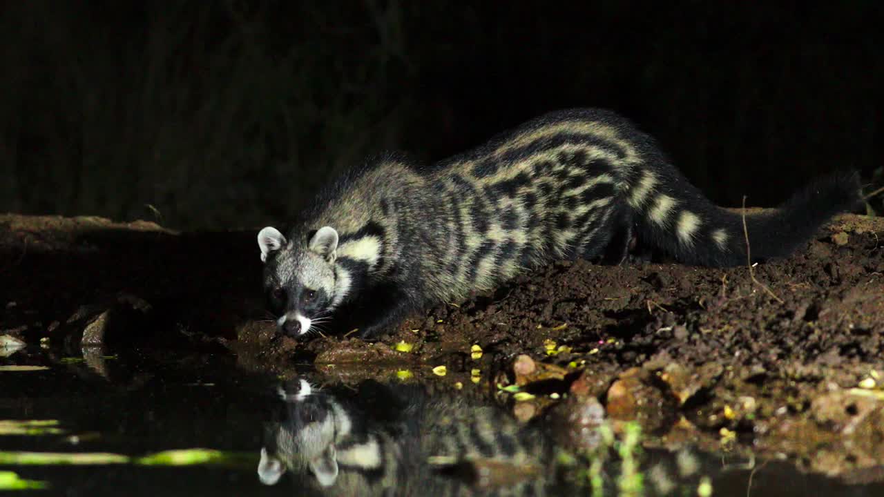 tiro al nivel de los ojos de una civeta africana bebiendo por la noche, mayor kruger
