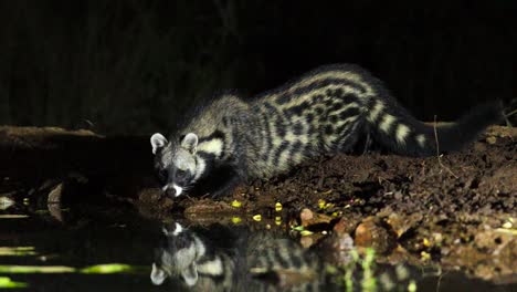 eye level shot of an african civet drinking at night, greater kruger