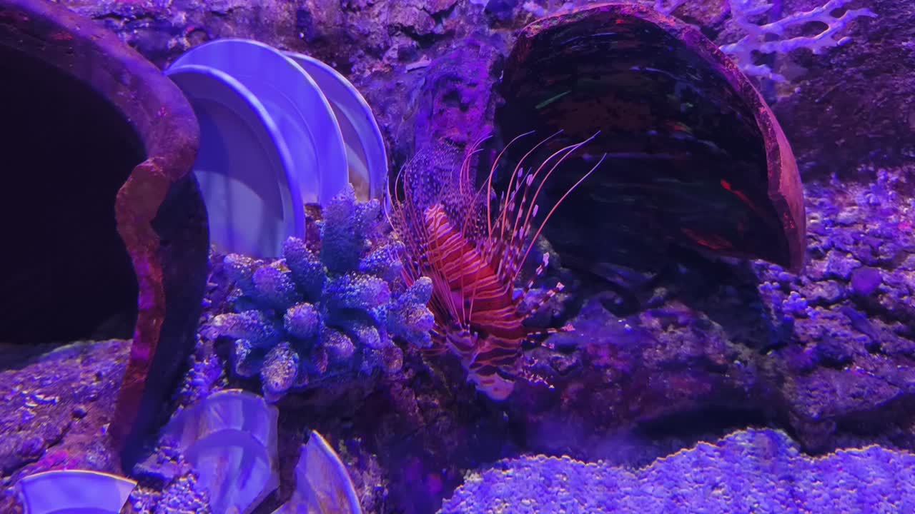 Lionfish in an Aquarium