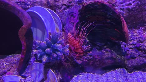 lionfish in an aquarium