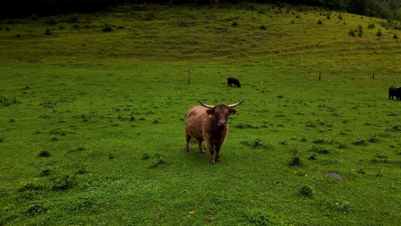 Slovenia Highland Cattle Aerial Drone 4.mp4