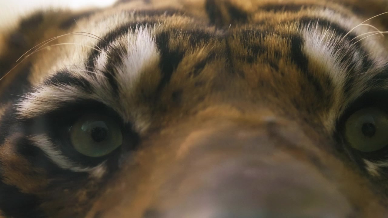 Tigre olhando de perto para a câmera