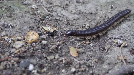 milpiés titán de sumatra, especie nativa de indonesia