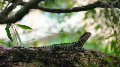 australian eastern water dragon lizard sits quietly on tree branch