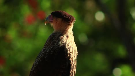 Predatory-bird-looking-for-its-prey,-Crested-caracara-in-closeup