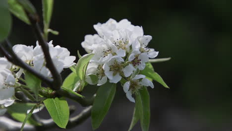 pear tree blossoming with white flowers during spring in the pacific northwest