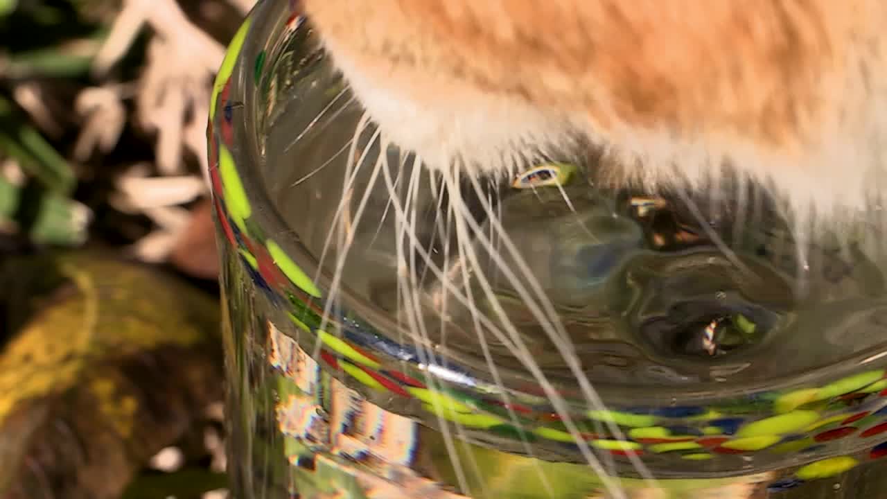 고양이 식수 슬로모