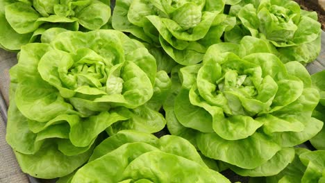 close up view of pesticide free, organic and sustainable green lettuce, in a greenhouse