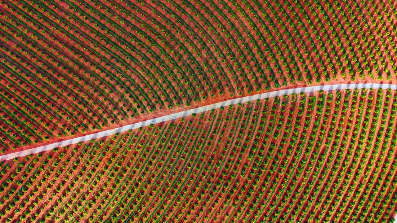 Curving path through geometric orange tree plantation. Aerial perspective of a winding road through symmetrical citrus orchard rows in Spain.