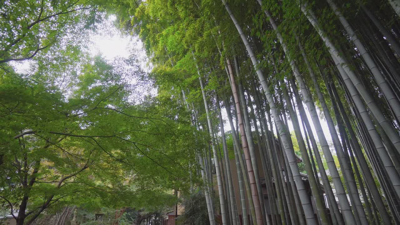 일본의 대나무 숲은 도시에서 멀리 떨어진 시골 지역뿐만 아니라 도쿄에서도 푸른 대나무와 키 큰 대나무가 있습니다.