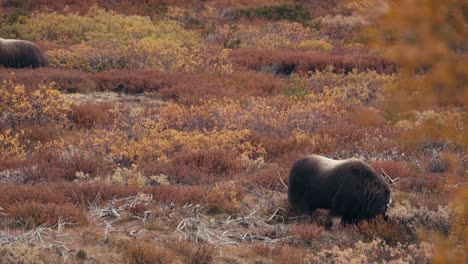 muskoxen on autumn tundra in dovrefjell, norway - wide