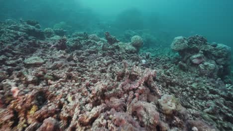 dead bleached coral reef