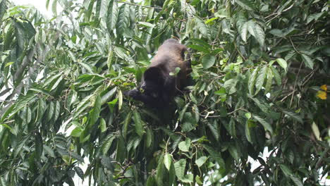 Alimentación-Del-Mono-Aullador-De-Manto-En-Costa-Rica