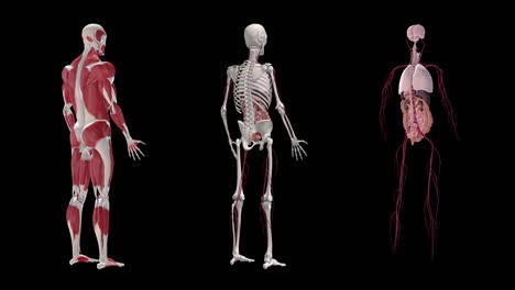 bucle de anatomía del cuerpo humano