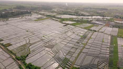 High-angle-aerial-over-waterlogged-Bali-rice-fields,-wet-rice-cultivation