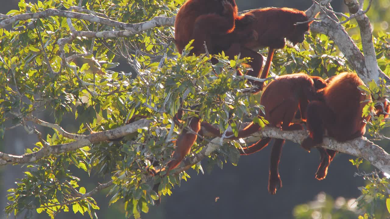 Red Howler Monkeys Grooming and Interacting on Tree Branches in Lush Forest Canopy During Golden Hour