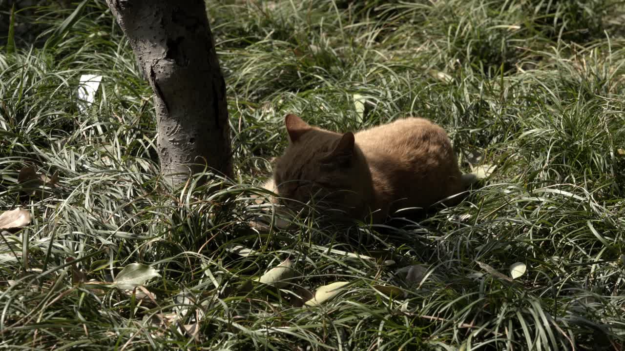 Gatto rosso che riposa nell'erba alta vicino al tronco di un albero 1