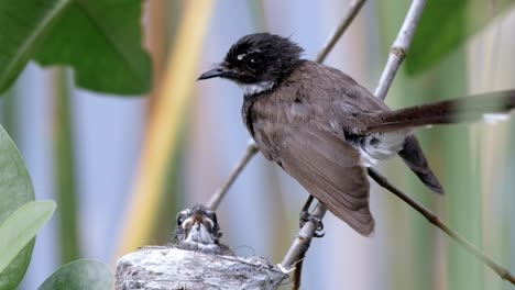 hungry juvenile malaysian pied fantail in nest crying for food from its mother bird on the tree