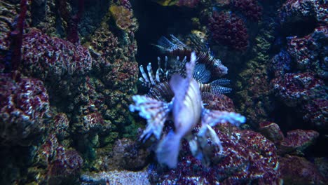 clearfin lionfish (pterois radiata), also called the tailbar lionfish