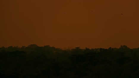 Spooky-forest-with-eagles-flying-during-the-evening-with-orange-sky-at-dusk
