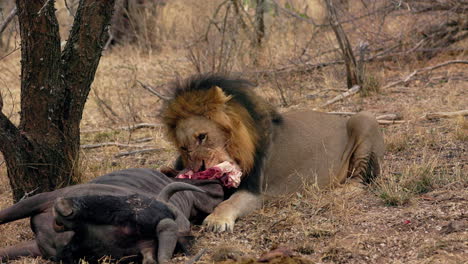 lion eating a dead wildebeest near a tree, in the savanna of the kruger national park, in south africa