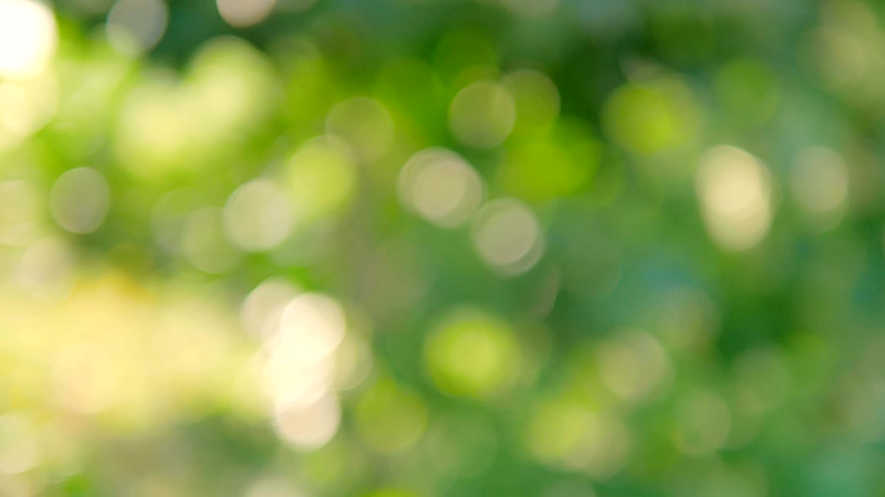 el bokeh de las hojas borrosas soplado por el viento y el sol de la mañana
