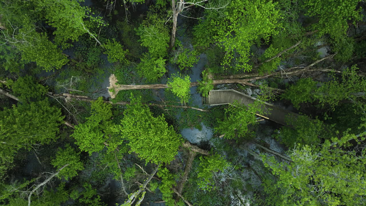 테네시 주 빅 사이프러스 트리 주립 공원 (big cypress tree state park, tennessee) 에서 평온한 하천을 가로지르는 나무 다리