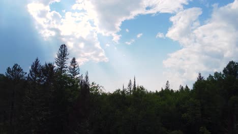 dynamic aerial sweeping past pines trees revealing vast woodland