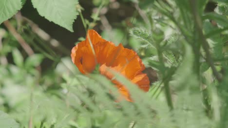 Honey-bees-working-tirelessly-on-a-radiant-poppy-in-a-serene-garden