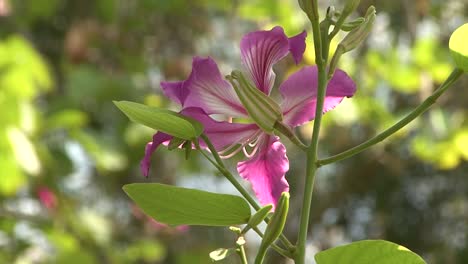 Hermoso-árbol-De-Orquídeas-De-Hong-Kong