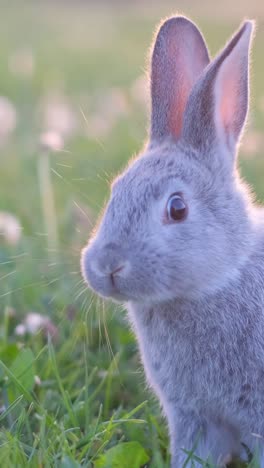 cute grey rabbit in grassy field