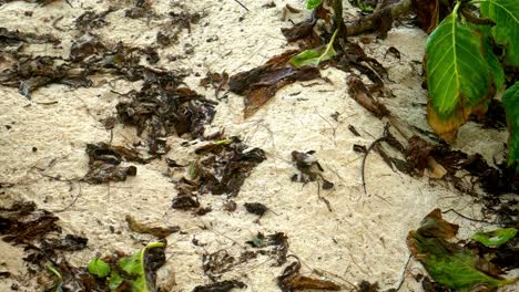 Baby-Schildkröte-Verwirrt,-Ging-Falsch-In-Den-Wald