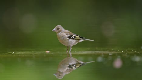 chaffinch by a pond