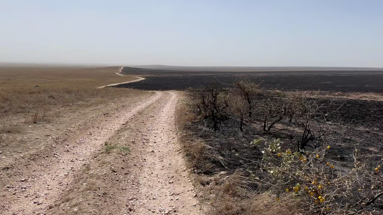 Prateria bruciata su un lato della strada, il giorno dopo un incendio nel Parco nazionale del Serengeti, Tanzania