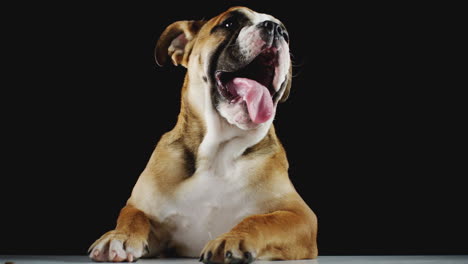 studio portrait of yawning bulldog puppy against black background